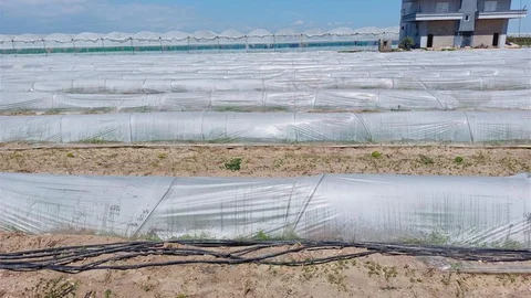 Mersin'de Kıvırcık Marul İddiaları Reddedildi