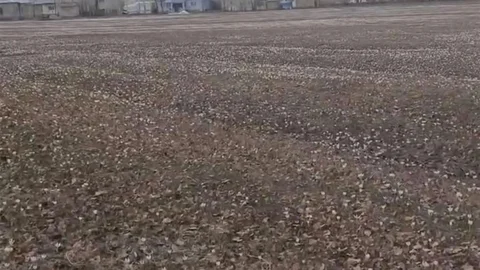 Özalp’te Çiğdemler Açtı