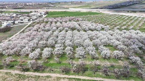 Malatya'da Kayısı Üretiminde İklim Endişesi Sürüyor
