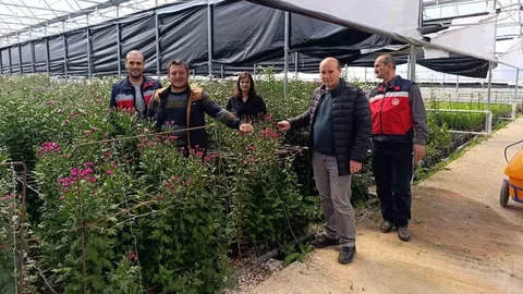 Simav'da Kesme Çiçek Üretimi Artıyor