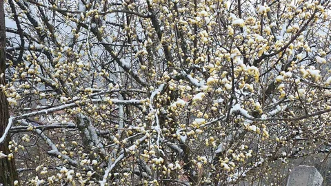 Kütahya'da Nisan Karı Üreticileri Endişelendiriyor