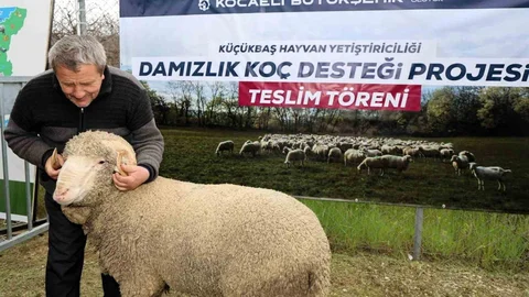 Kocaeli’de Damızlık Koç Desteği Projesi Başladı