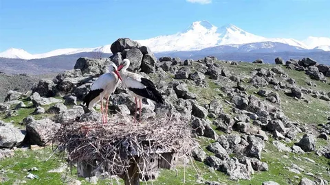 Hürmetçi Sazlığı'nda Bahar Uyanışı