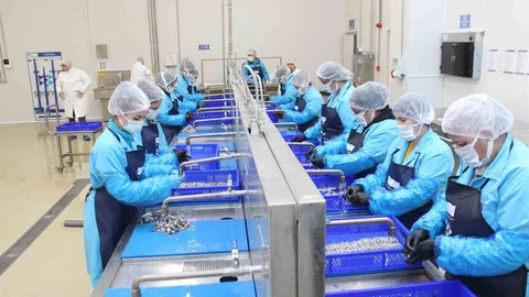 Kadınların İstihdamıyla Sinop Lakerda Projesi Gelişiyor