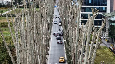 İstanbul'da Çınar Ağaçlarına Budama Tartışması