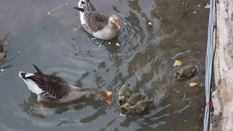 Amasya'da Kaz Yavrularının Beslenme Zamanı
