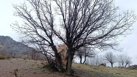 Yuvarlanan Kaya Ağaçta Durdu