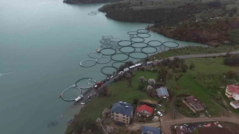 Tunceli'de Yavru Alabalık Üretimi Başladı