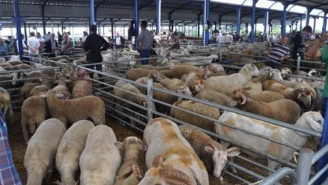 Balıkesir'de Hayvan Pazarları Kapatıldı