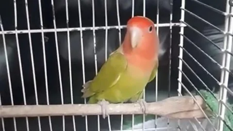 Denizli'de Petshop Denetimi Yapıldı