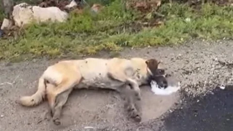 Kemerhisar'da Zehirlenme İddiaları İnceleniyor