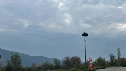Baharın Müjdecisi Leylekler Bozdoğan'da Geri Döndü