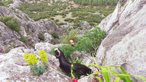 Burdur'da Mahsur Kalan Keçi Kurtarıldı
