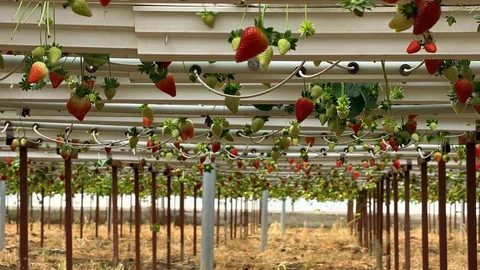 Almanya'da Eğitim Alarak Antalya'da Başarıya Ulaştı