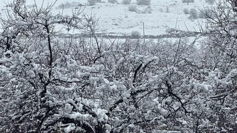Malatya'da Kayısı Bahçeleri Karla Kaplandı