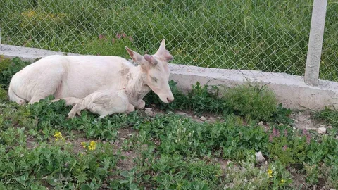 Elazığ'da Beyaz Alageyik Görüntülendi