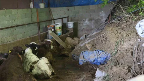 Hatay'da Mahsur Kalan Hayvanlar