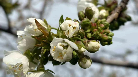 Salihli'de Monilya Uyarısı