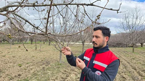 Afyonkarahisar'da Meyve Bahçeleri Kontrol Ediliyor