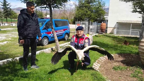 Hasta Leylek Yozgat'ta Koruma Altında