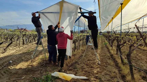 Manisa'da Üzüm Bağları Koruma Altında