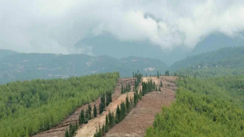 Ormanlarda Yeni Dönem Başlıyor: Sinop'ta Yeniden Rehabilitasyon