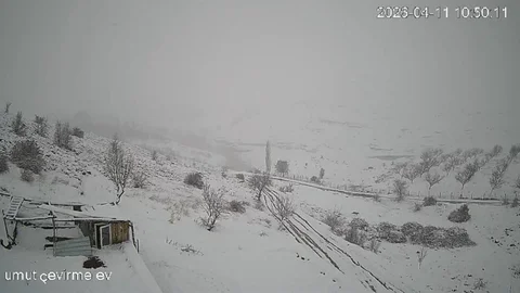 Kurt Sürüsü Köye İndi