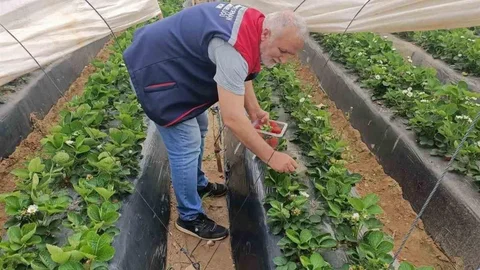 Köşk'te Çilek Üretiminde Pestisit Denetimi Devam Ediyor
