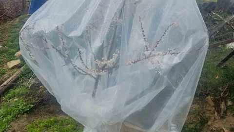 Malatya'da Kayısı Üreticileri Don Alarmında