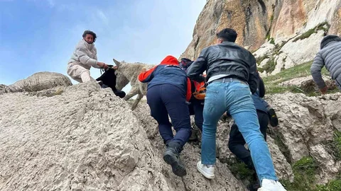 Van'da Mahsur Kalan Eşek Kurtarıldı