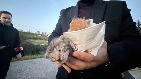 Düzce'de Küçük Kızın Duyarlılığıyla İki Kedi Kurtarıldı