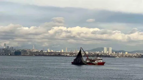 İstanbul'da İstavrit Bolluğu Yaşanıyor