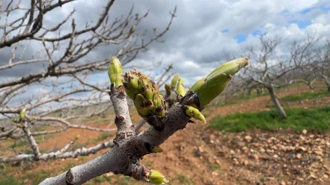 Antep Fıstığında Zararlılar Tehdit Ediyor
