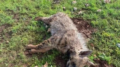 Şanlıurfa’da Sırtlan Köpeklerin Saldırısına Uğradı