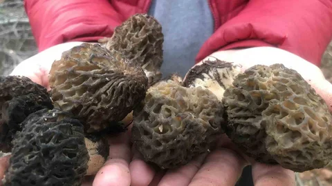 Antalya'da Kuzugöbeği Mantarlarının Sezonu Başladı