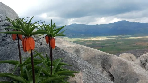 Diyarbakır'da Ters Lale Koruma Cezası