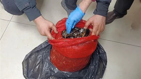 Bursa'da Kaçak Midye Operasyonu