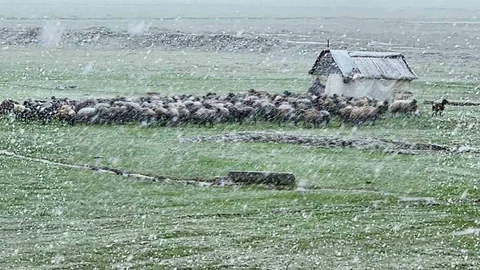 Muş'ta Nisan Karı Etkili Olmaya Devam Ediyor