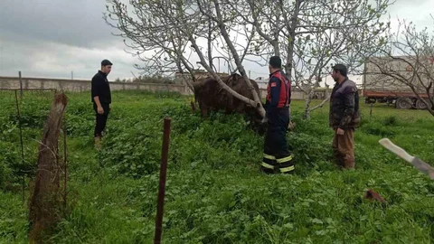 Mardin'de İneği Kuyuya Düşen İtfaiye Kurtardı