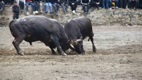 Artvin'de Boğa Güreşleri Sezonu Açıldı