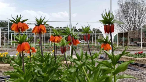 Ters Lalenin Korunması İçin Cezalar Artıyor