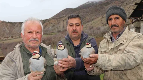 Erzurum'da Keklik Avı Çalışması