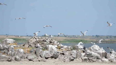 Gökçeada'da Ada Martısı Kolonisi Tespit Edildi