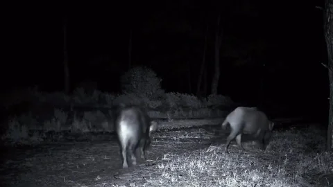 Tekirdağ'da Domuz Sürüsü Görüntülendi