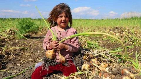 Adana'da Turfanda Soğan Hasadı Başladı