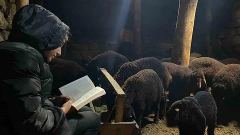 Gündüz Hayvan Bakıyor Gece Eğitim İçin Çalışıyor