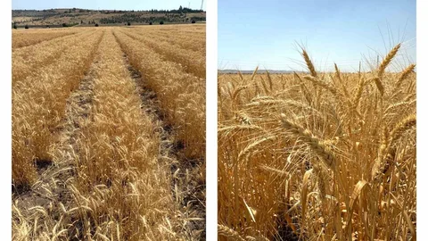 ETİ'den Yerli Buğday Çeşidi Geliştirildi