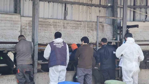 Tekirdağ'da İthal Hayvan Denetimi
