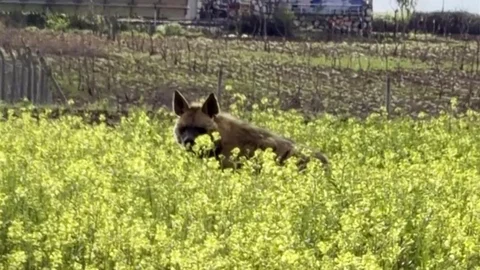 Çizgili Sırtlan Sarı Çiçekler Arasında Görüntülendi