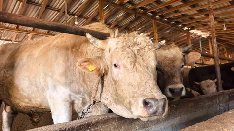 Bursa'da Kurbanlık Boğa Satışı